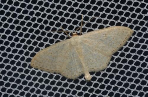 Réf. 231 911 : Scopula floslactata